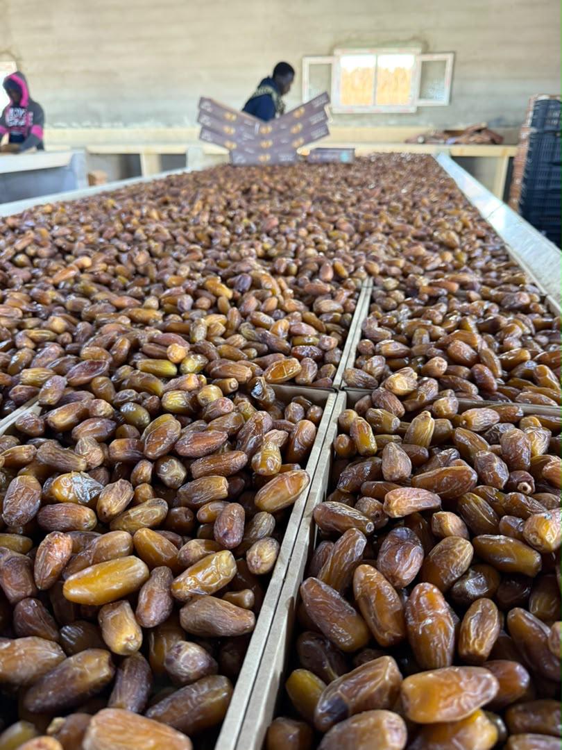 تمور الفسيلة 2
