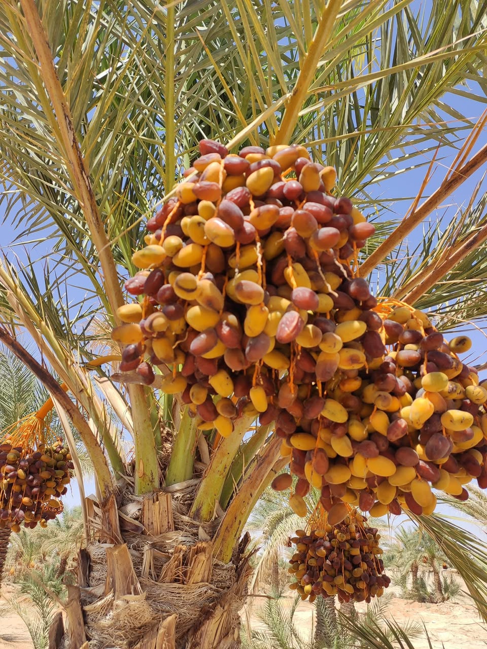 مزرعة شركة الفسيلة الخضراء للاستثمار والتنمية الزراعية