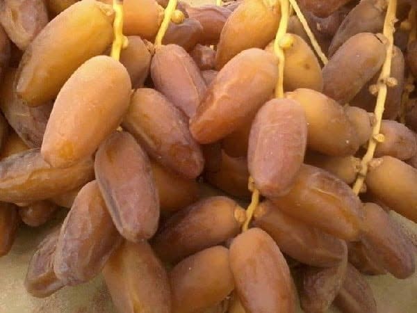 إنتاج التمور