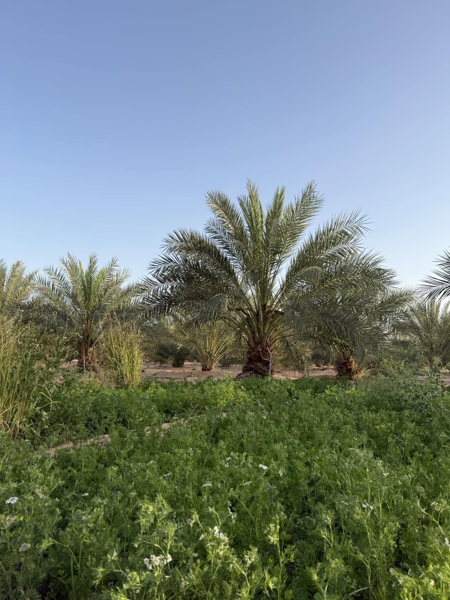 الخدمات الزراعية