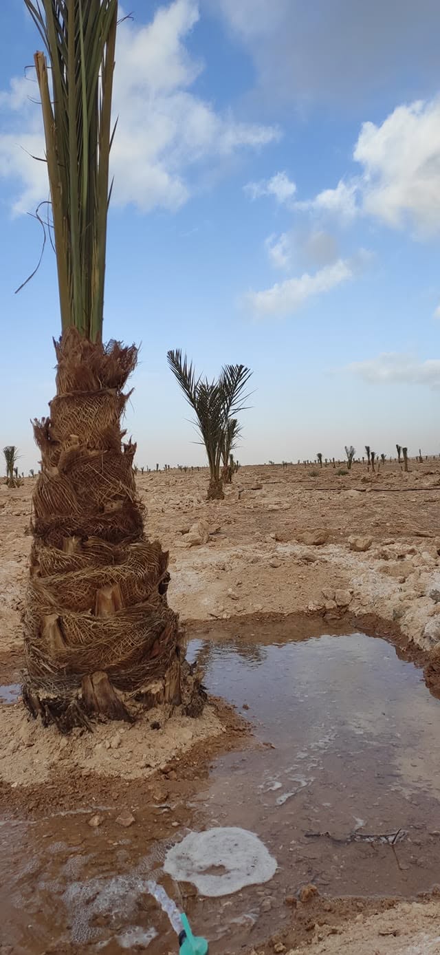 زراعة النخيل